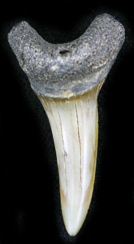 Fossil Mako (Isurus) Shark Tooth - Belgium #24384